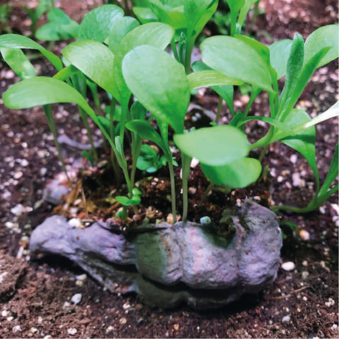 SeedBom