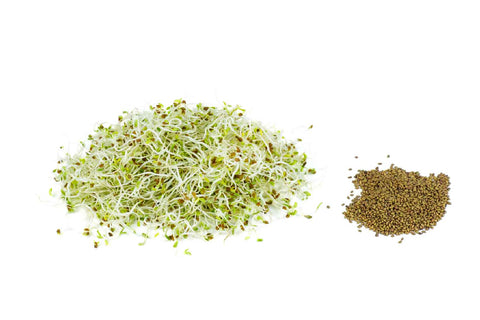 Organic Alfalfa Seeds